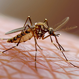 Mosquito Control