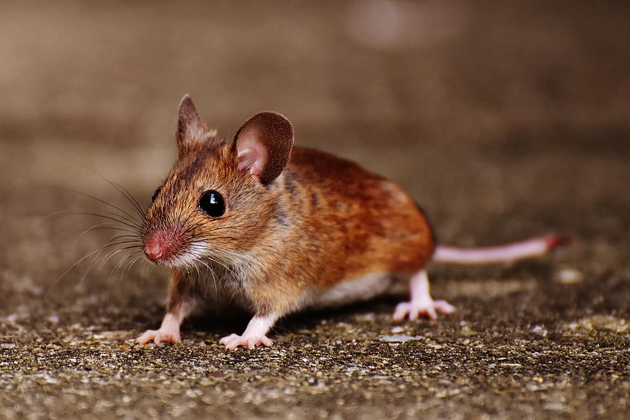 Rodent Control