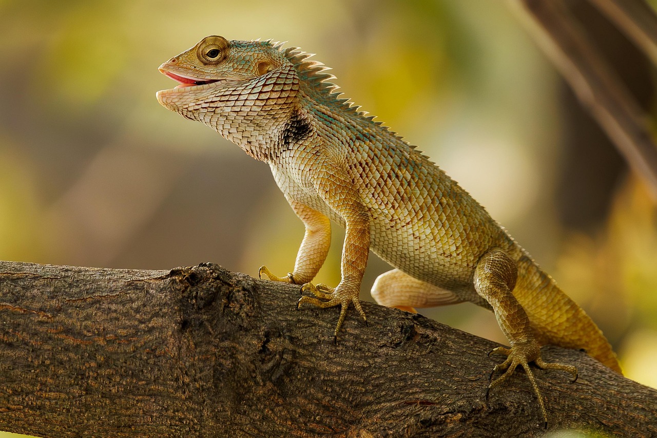 Lizard Control