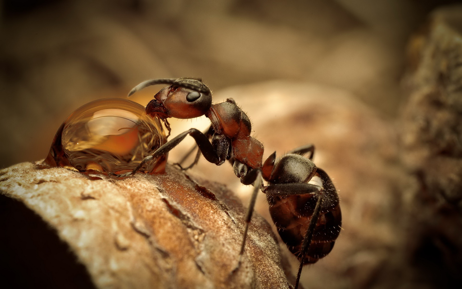 Ant Control