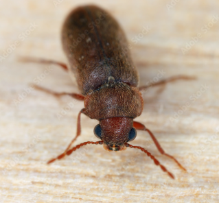 Wood Borer Control
