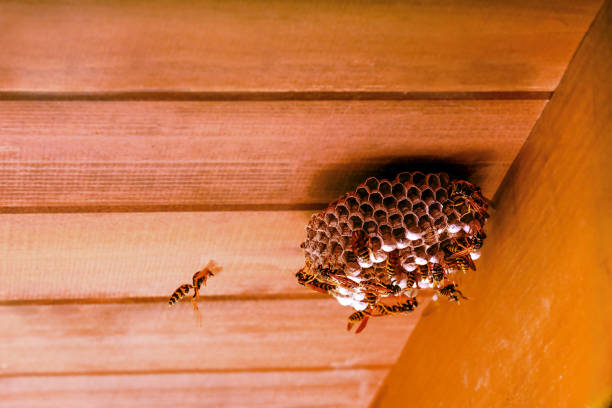 Yellow wasp Control